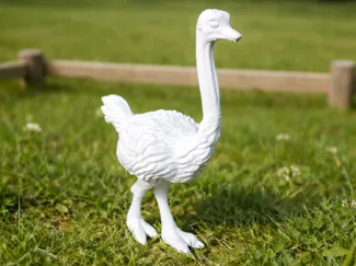 Common ostrich