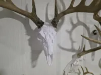 Bad Lands Skull - 100% full size for real antlers