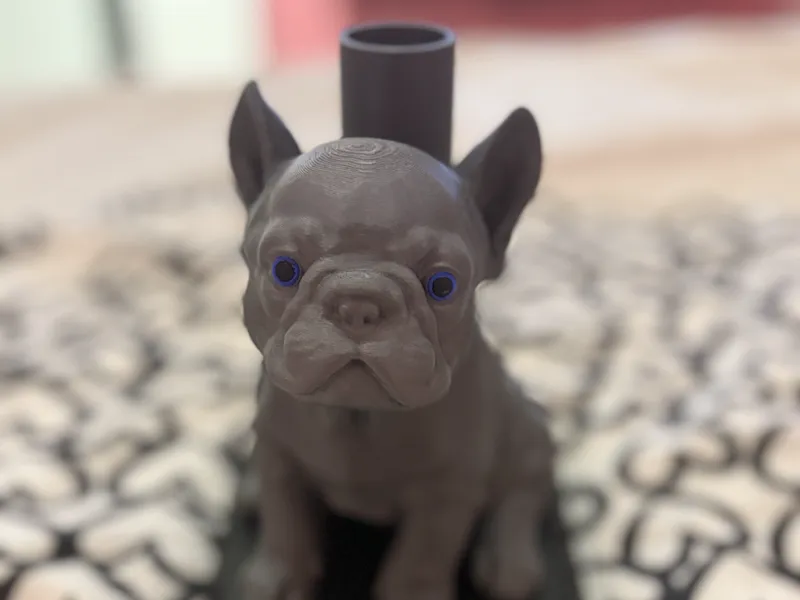 Pied Lampe Bulldog Fr
