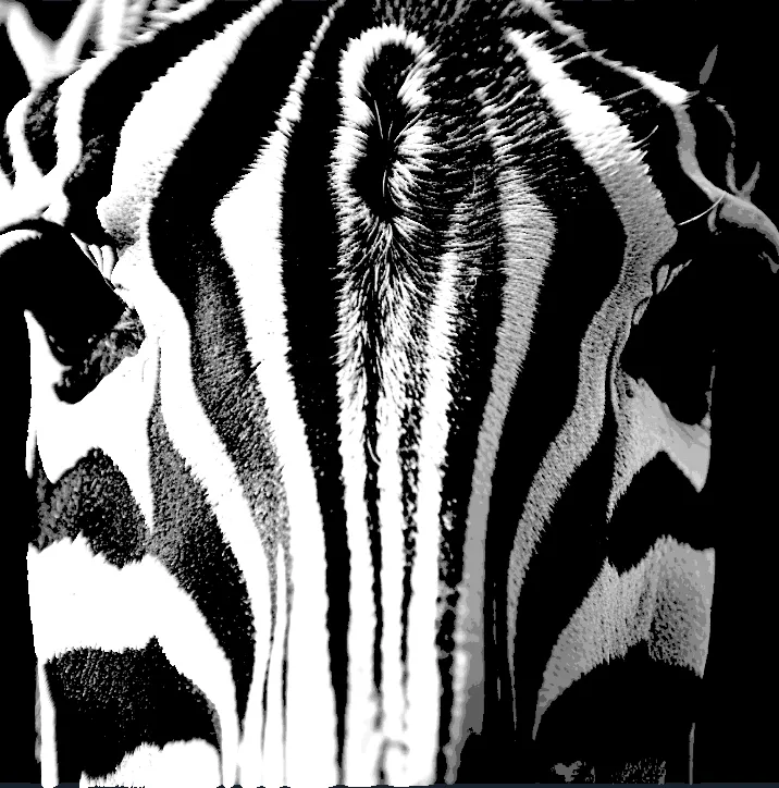 Zebra 2 Simple Stunning B&W HueForge