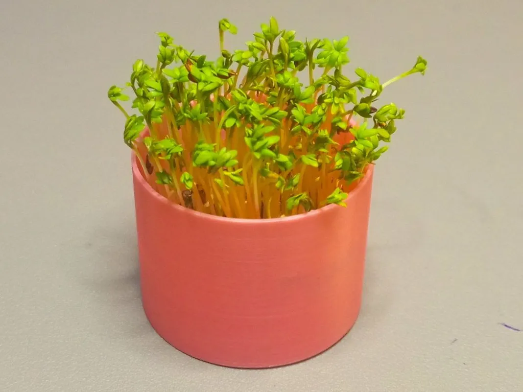 Pot pour plantes vertes
