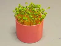 Pot pour plantes vertes — photo 1