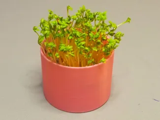 Simple pot for greens