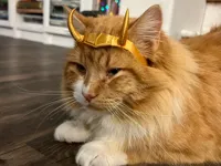 Couronne Loki pour chat — photo 1