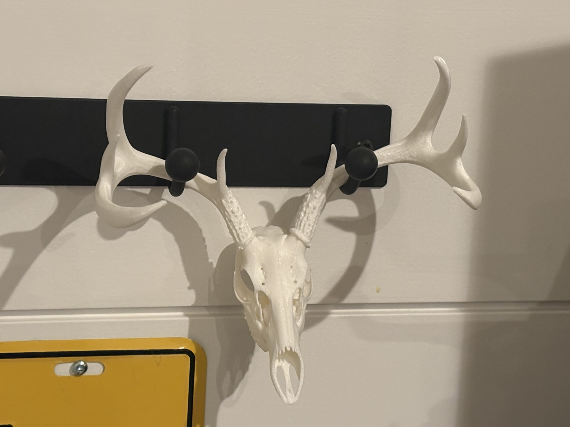 Whitetail Deer Skull