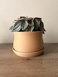 Pot bonsaï avec plateau et grille de drainage — photo 4