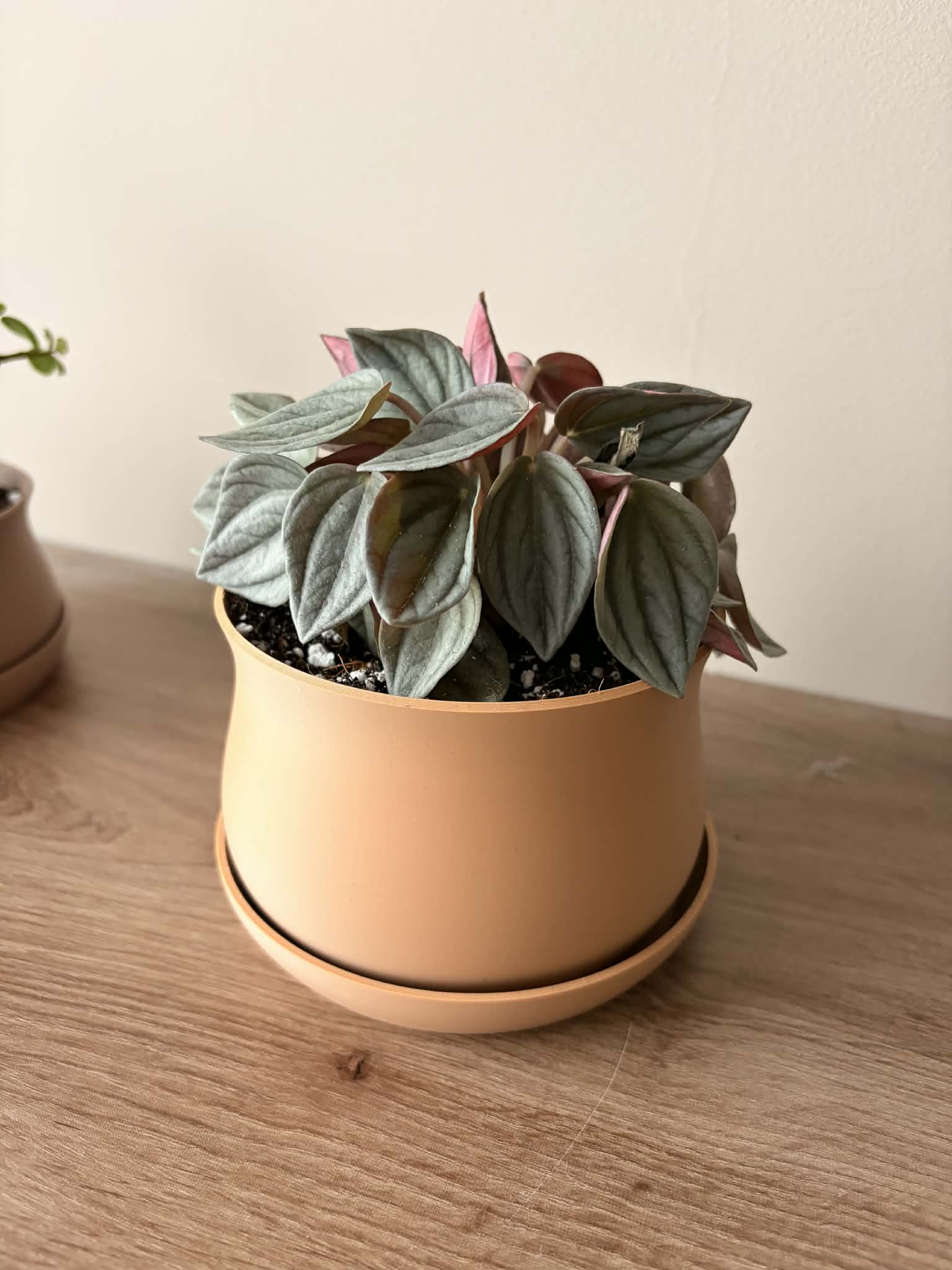 Miniatura 2 do modelo 3D Bonsai / Plant Pot with Drip Tray, Drainage mesh
