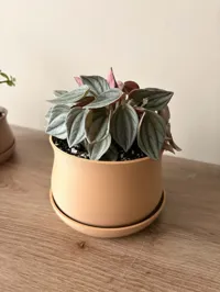 Pot bonsaï avec plateau et grille de drainage — photo 3