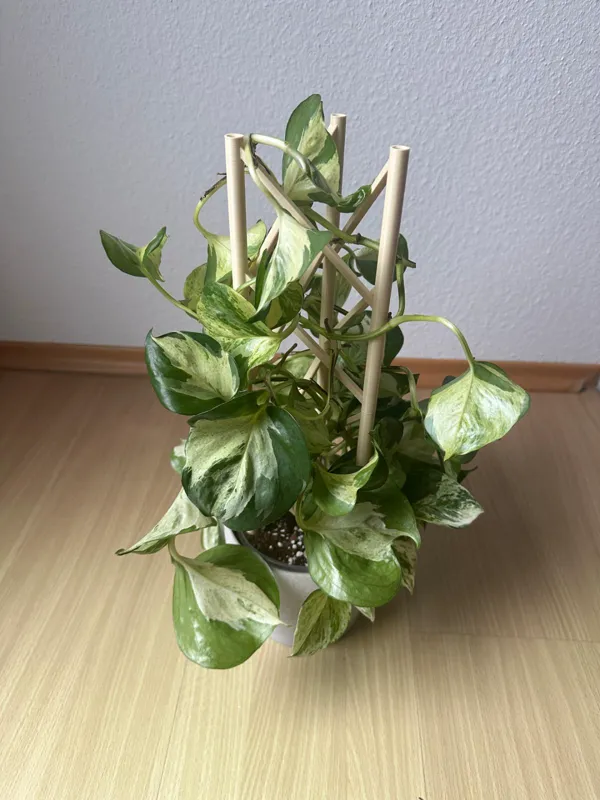 https://makerworld.bblmw.com/makerworld/model/USd4b8092e840e16/design/2024-05-03_9ae69c47cb331.jpeg