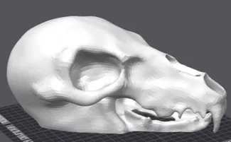 Bear Skull