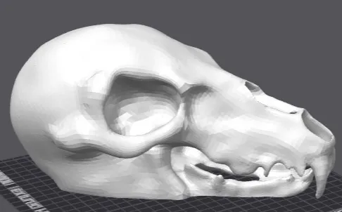 Bear Skull