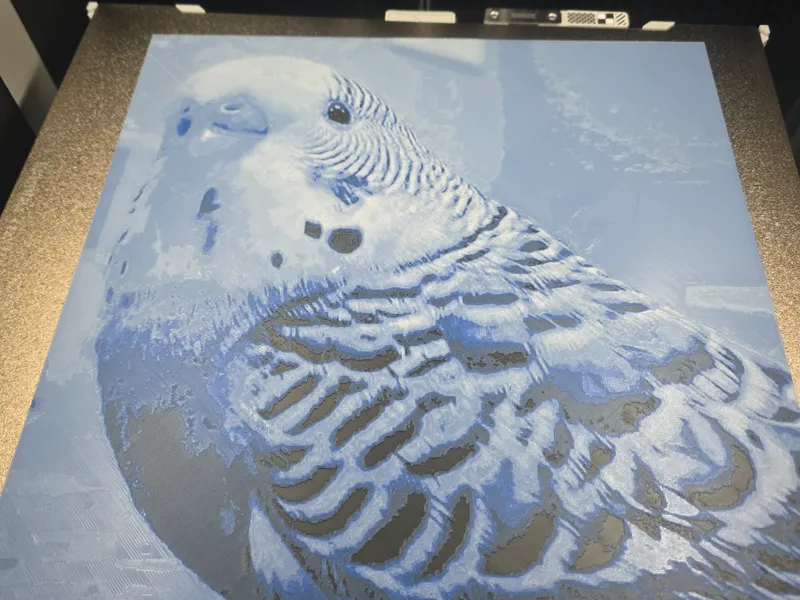 Budgie