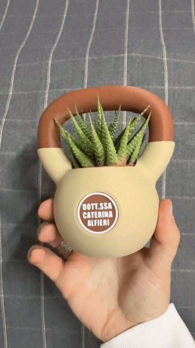 vaso pianta grassa