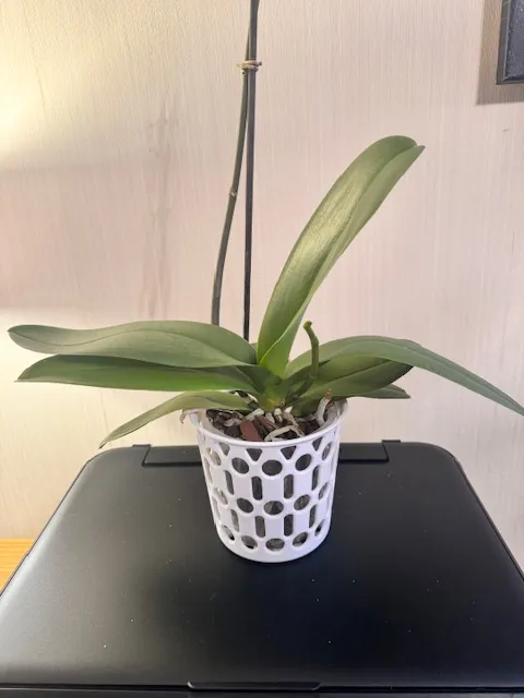 Decorative Orchid Pot
