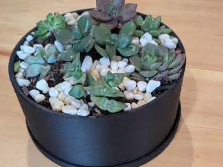 large succulent planter