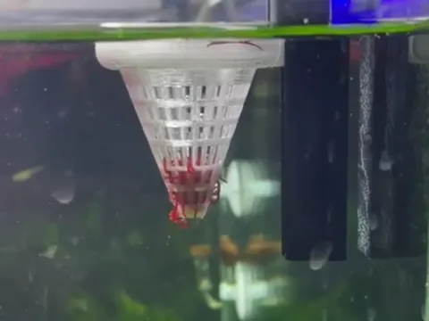 Floating live food feeder with bracket