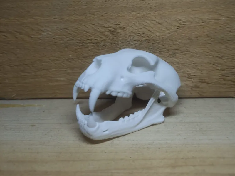 Lion Skull