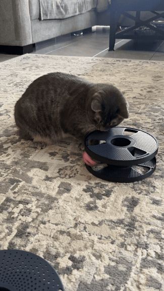 Spool Cat Toys SUNLU BAMBU GEETECH 3DHOJOR + MORE