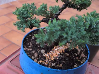 Zen Bowl - Bonsai Pot