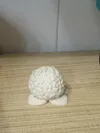 Hydrangea