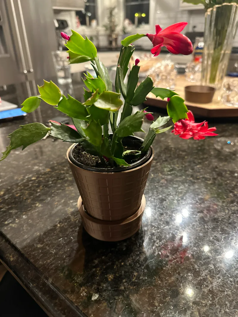 Planter Pot 4" with tray