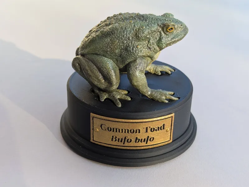 Realistic toad and display plinth