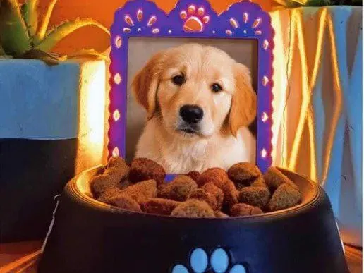 Pet allert