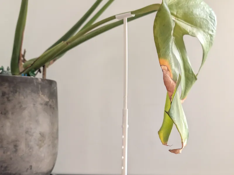 Adjustable Plant Support Crutches