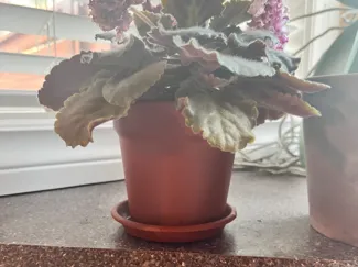Planter with drip tray V3 bigger