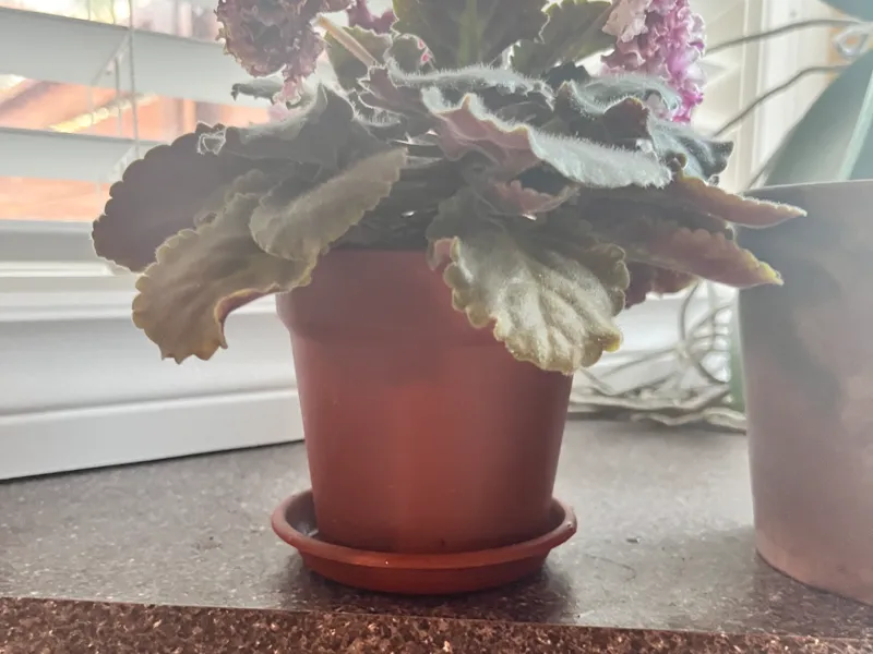 Planter with drip tray V3 bigger