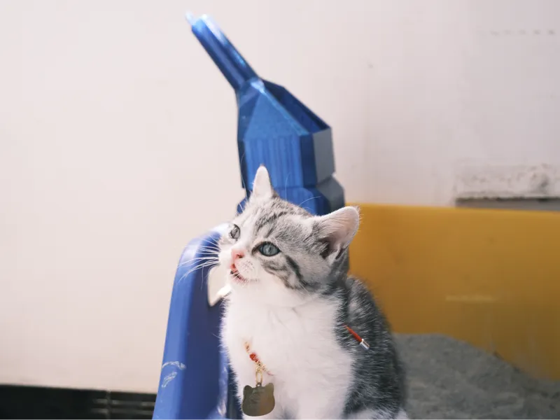 一步自动猫砂铲One-step automatic cat litter scoop
