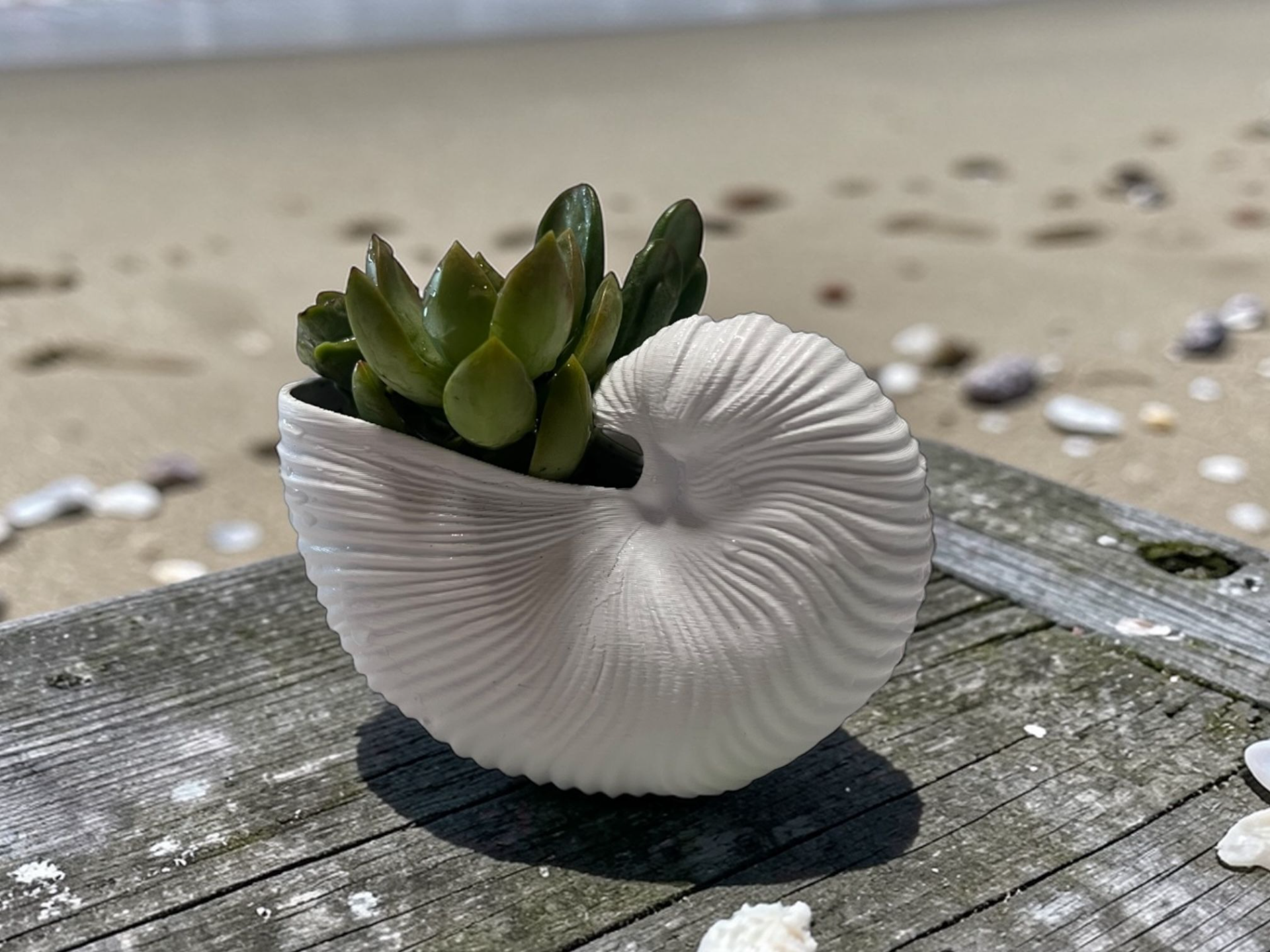 Nautilus Shell Planter