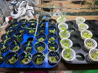 Young_Plant_Station