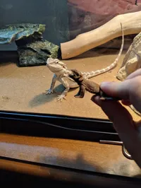 Dragon barbu (figurine) — photo 1