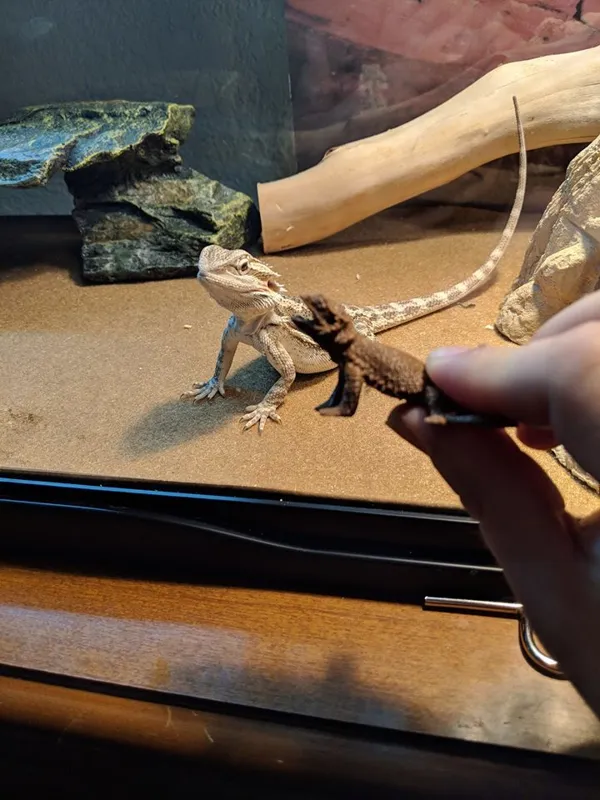 Dragon barbu (figurine)