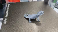 Dragon barbu (figurine) — photo 2