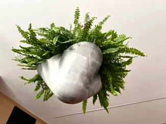 绿植吊盆