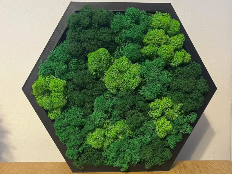 Hexagons for moss, various sizes