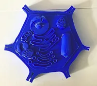 Modèle de cellule végétale pour la biologie — photo 2