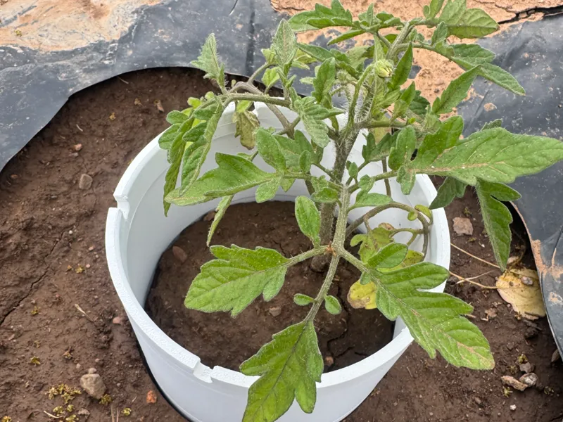 Plant Bug Guard and Drip Holder