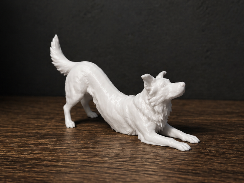 The dog is stretching - Border Collie - Animal