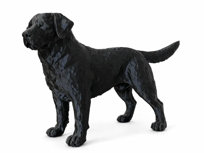 Labrador effet Martelé