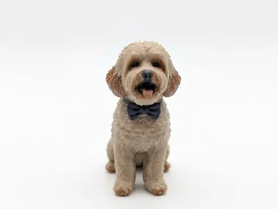 dog shih tzu 