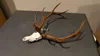Separate Antlers & Skull