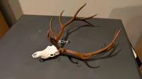Separate Antlers & Skull