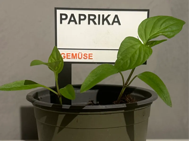 Plantsign London Style (changeable)