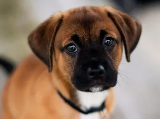 Cute dog puzzle 