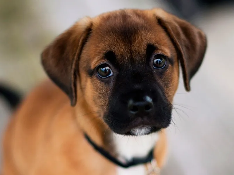 Cute dog puzzle 