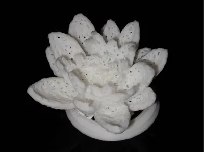 Water lily flower