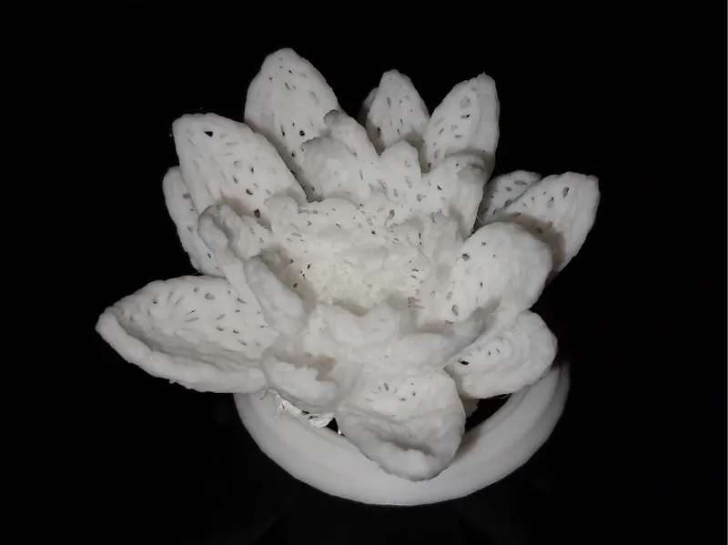 Water lily flower